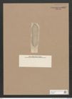 Navicula sp. (de-Toni-Nr.: Genus 1) Zeichnungen Sammlung Grunow Nr. 1352 (NHMW-BOT-W0368291)
